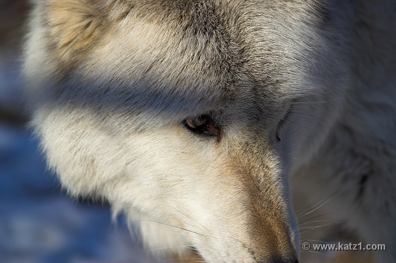 Arctic Wolf 050